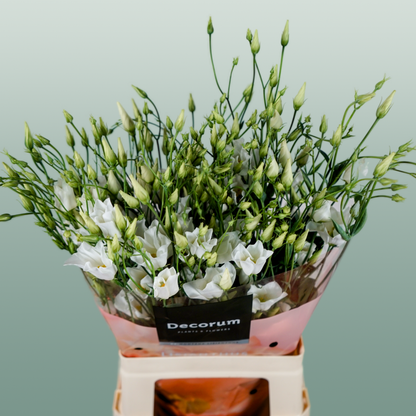 Eustoma Botanic white (10 Stems)