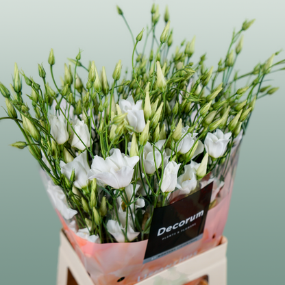 Eustoma Botanic white (10 Stems)