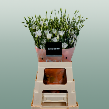 Eustoma Botanic white (10 Stems)