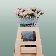 Carnation - Dianthus - Standard