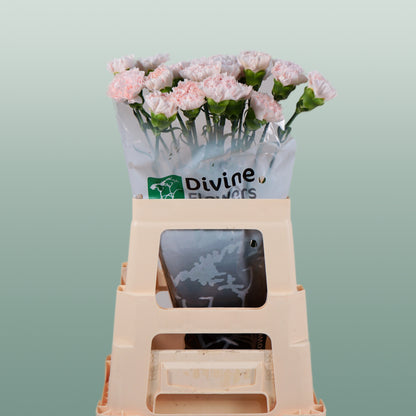 Carnation Standard Brut (20 Stems)