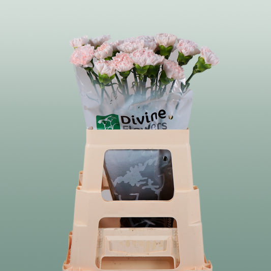 Carnation Standard Brut (20 Stems)