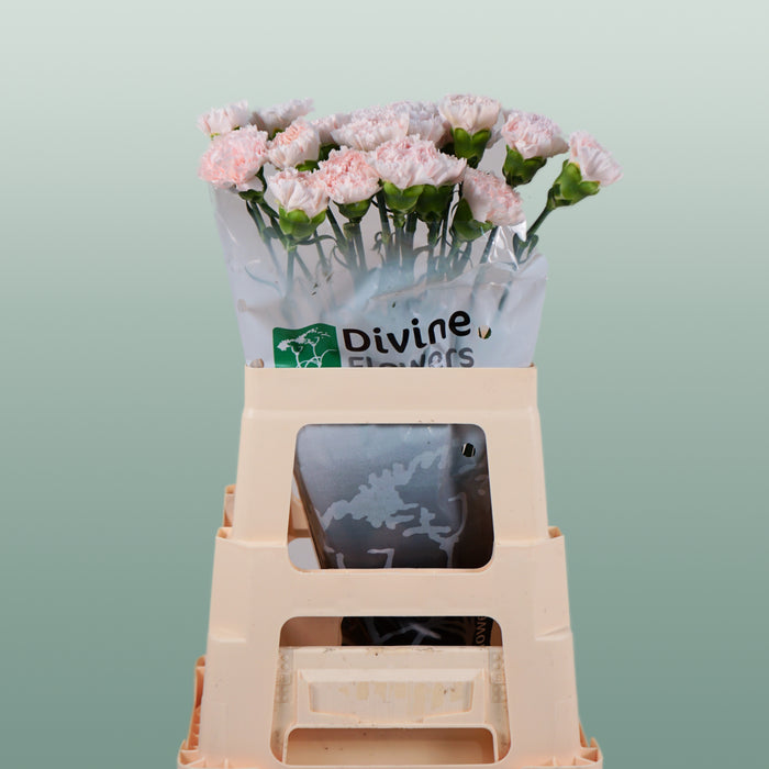 Carnation - Dianthus - Standard