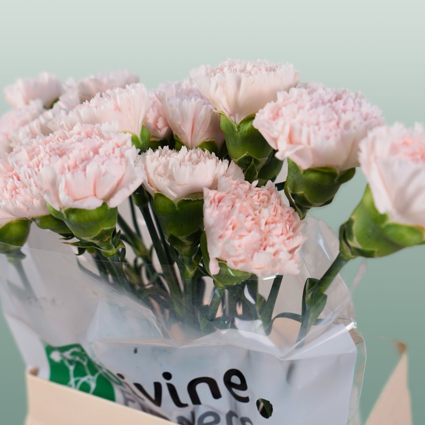 Carnation Standard Brut (20 Stems)