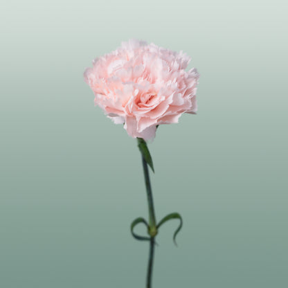 Carnation Standard Brut (20 Stems)