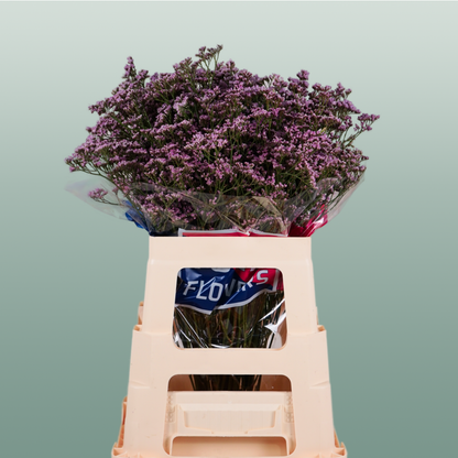 Limonium Oshi Pink (25 Stems)
