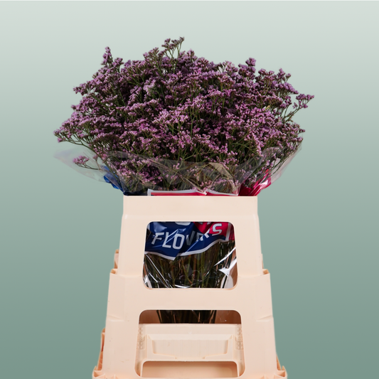 Limonium Sugar Diamond (25 Stems)