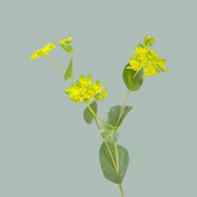 Bupleurum Griffithii (50 Stems)