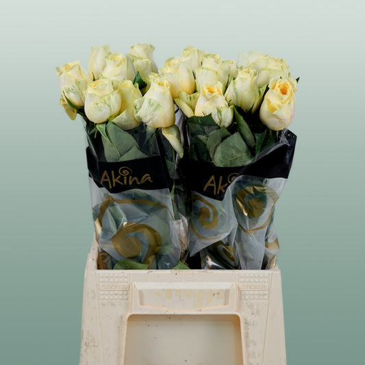 Rose Buttercup (20 Stems)