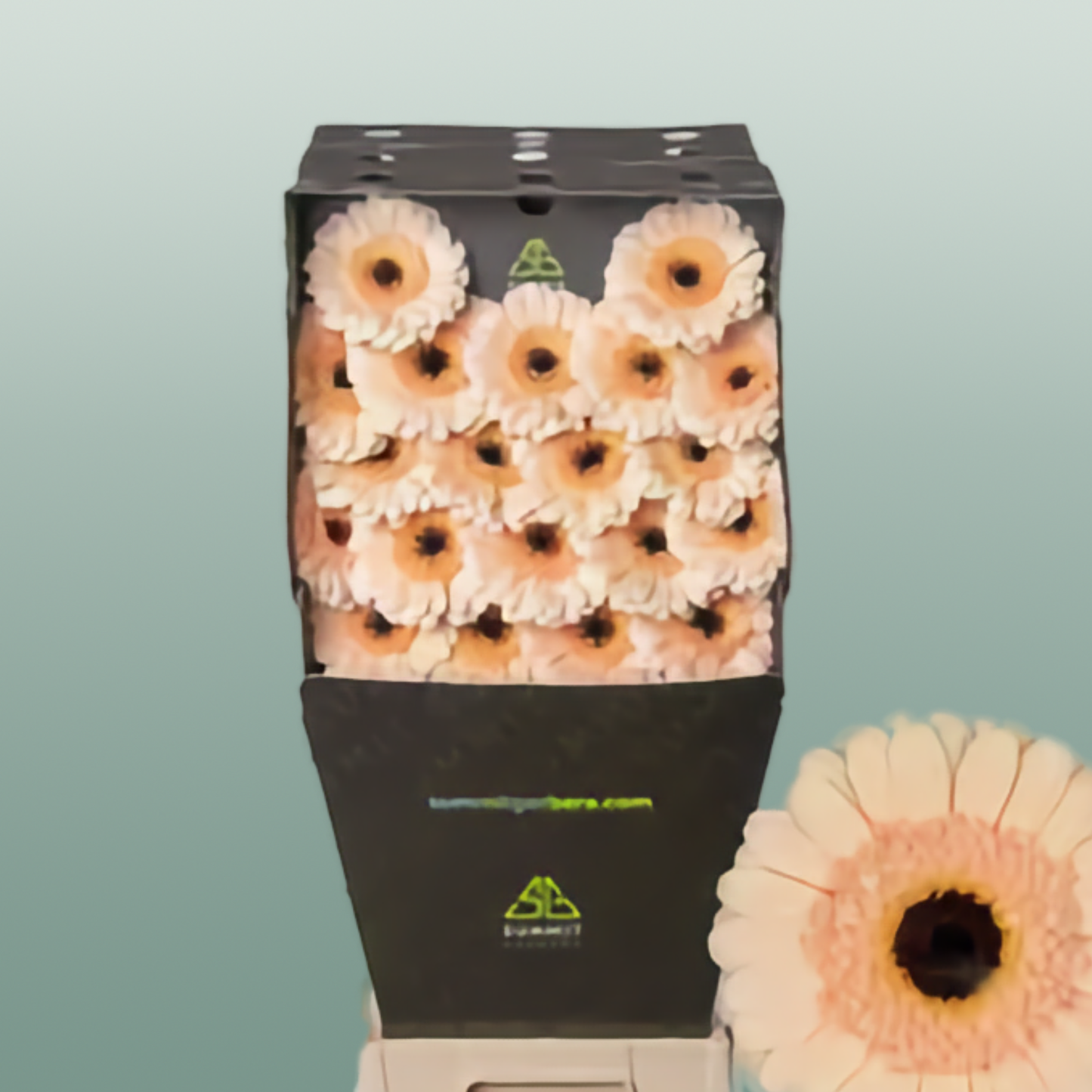 Germini Cafe (20 Stems)