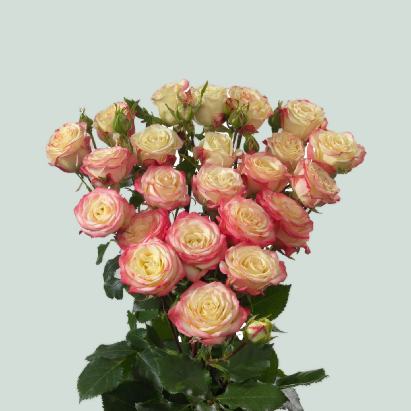 Spray Rose Candelicious (10 Stems)