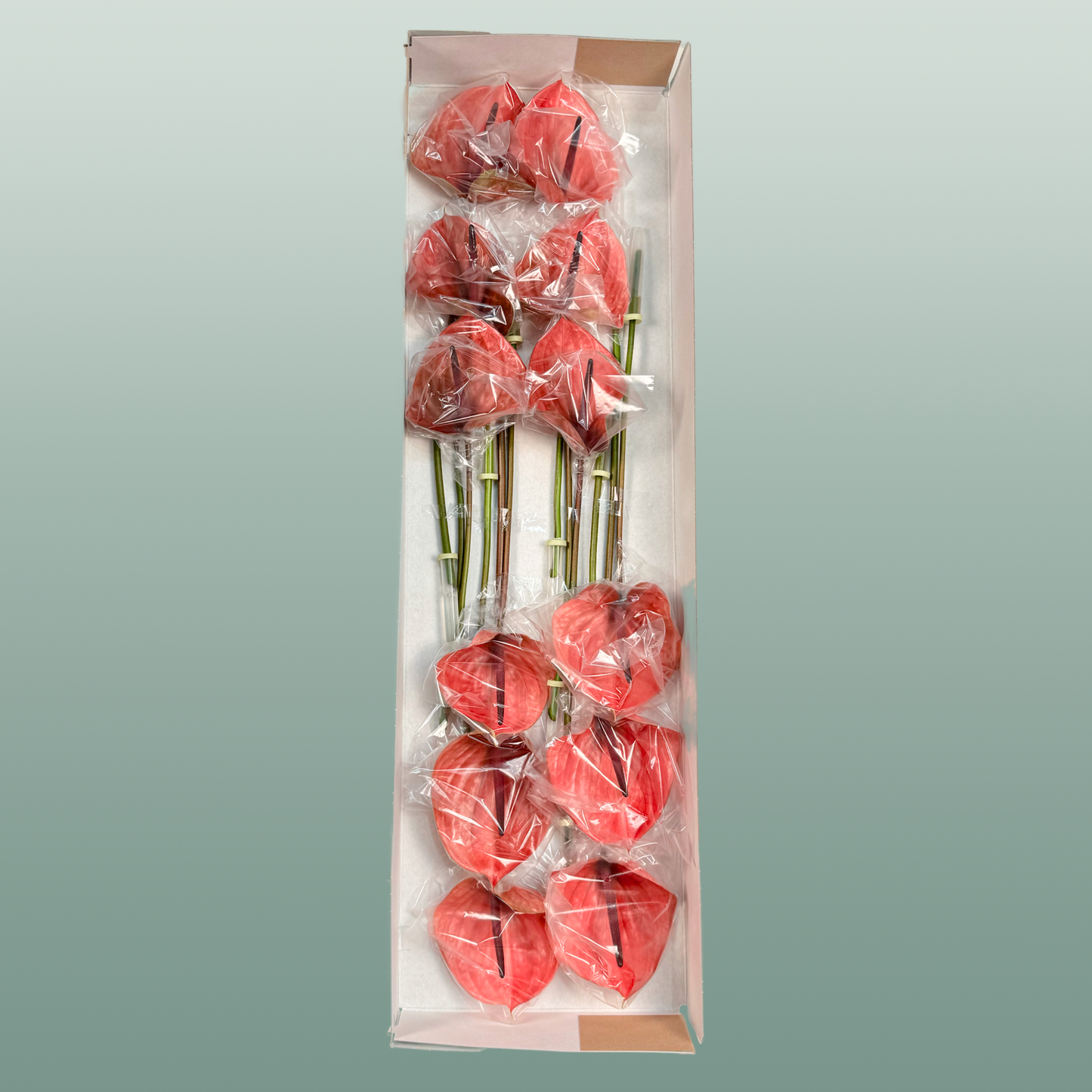 Anthurium Cantello