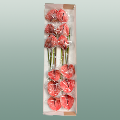 Anthurium Cantello