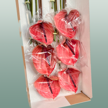 Anthurium Cantello