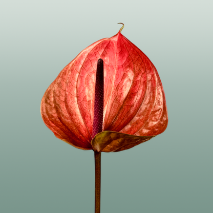 Anthurium Cantello