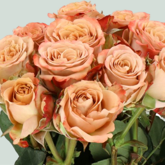 Rose Cappuccino (Spray) (10 Stems)