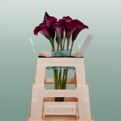 Calla Captain Promise (10 Stems)