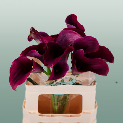 Calla Captain Promise (10 Stems)