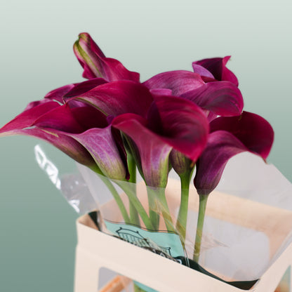 Calla Captain Promise (10 Stems)