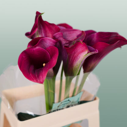 Calla Captain Promise (10 Stems)