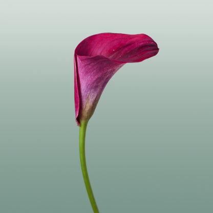 Calla Captain Promise (10 Stems)