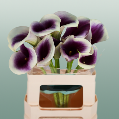 Calla Captain Ranomi