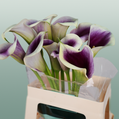 Calla Captain Ranomi