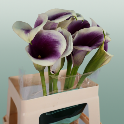 Calla Captain Ranomi