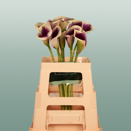 Calla Captain Ranomi