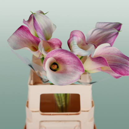 Calla Captain Rosette