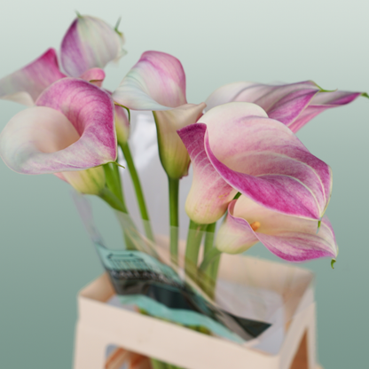 Calla Captain Rosette