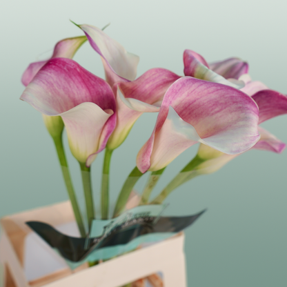 Calla Captain Rosette