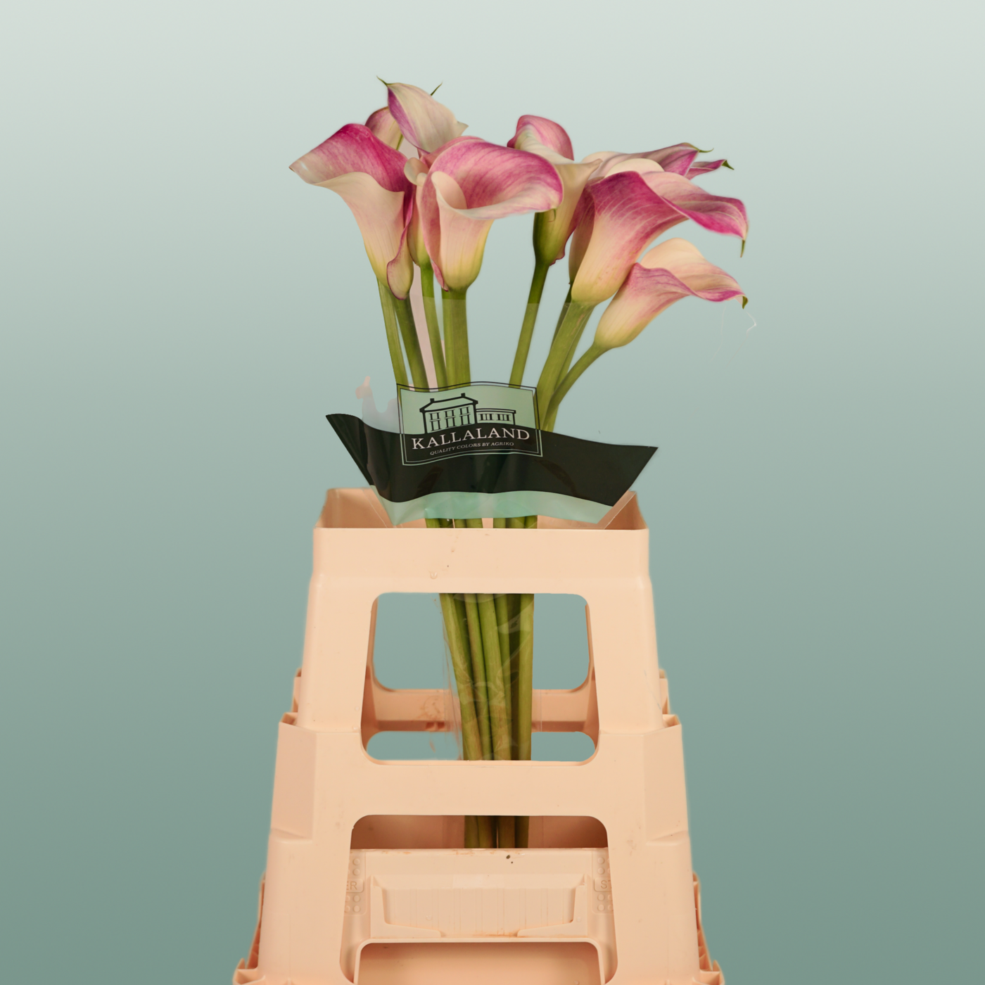 Calla Lily - Zantedeschia - Captain Rosette