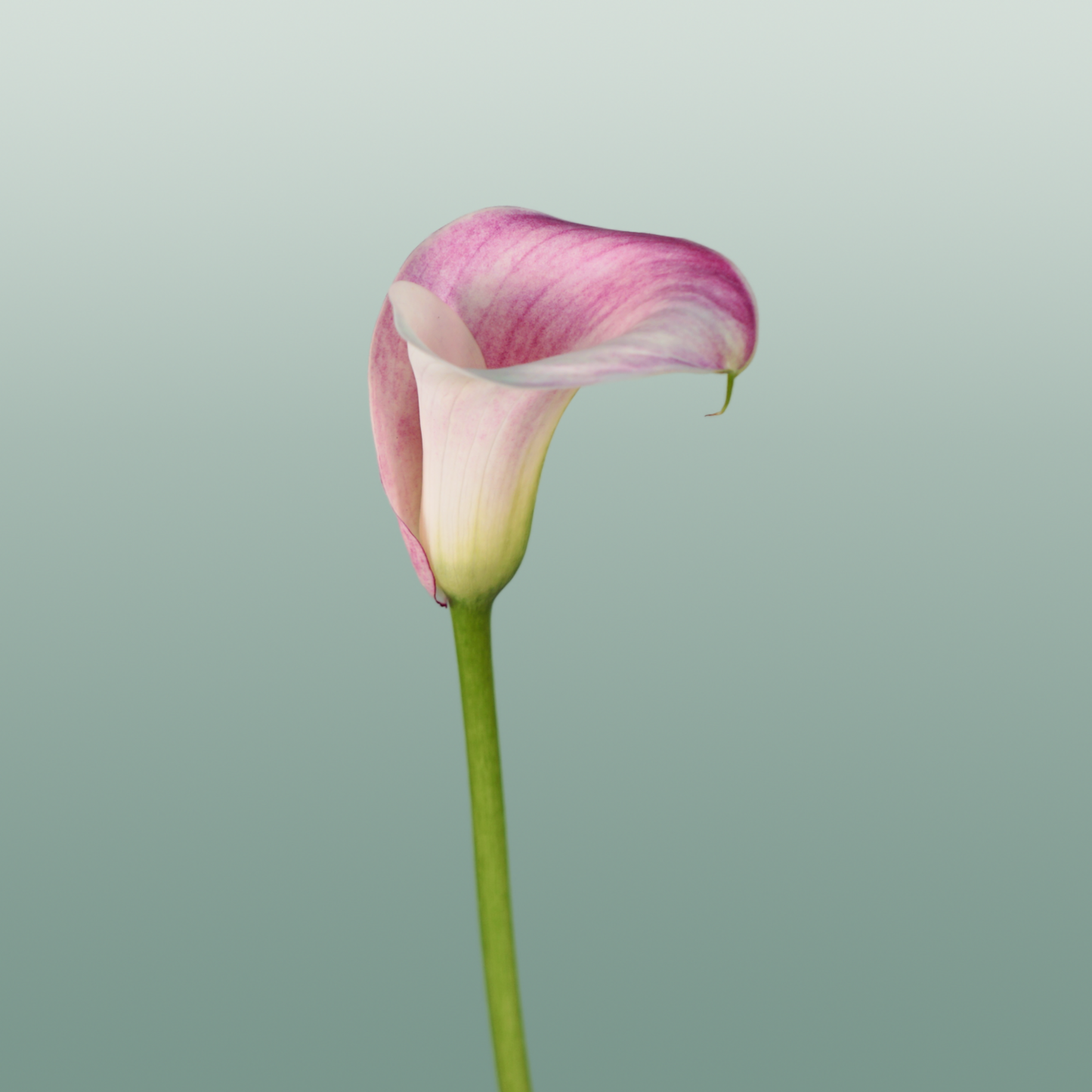 Calla Captain Rosette