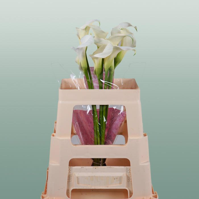 Calla Captain Ventura (10 Stems)