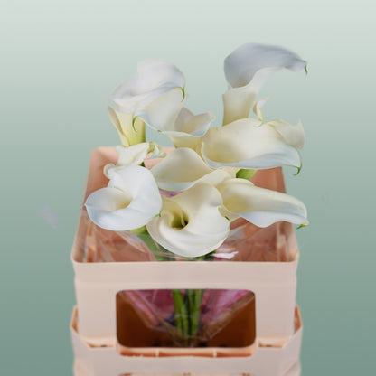 Calla Captain Ventura (10 Stems)