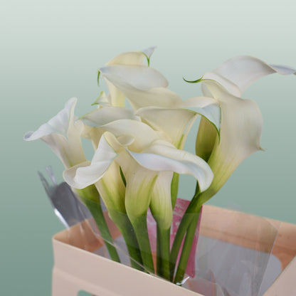 Calla Captain Ventura (10 Stems)