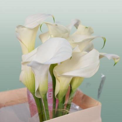 Calla Captain Ventura (10 Stems)