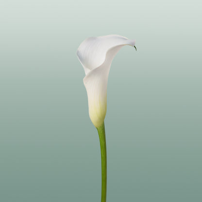 Calla Captain Ventura (10 Stems)