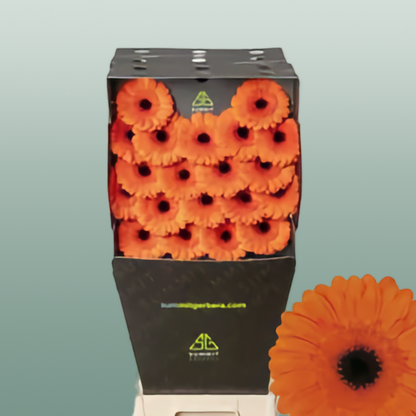 Germini Caramba (20 Stems)