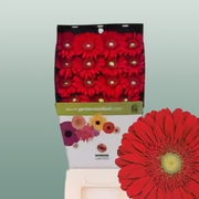 Gerbera Carambole (15 Stems)