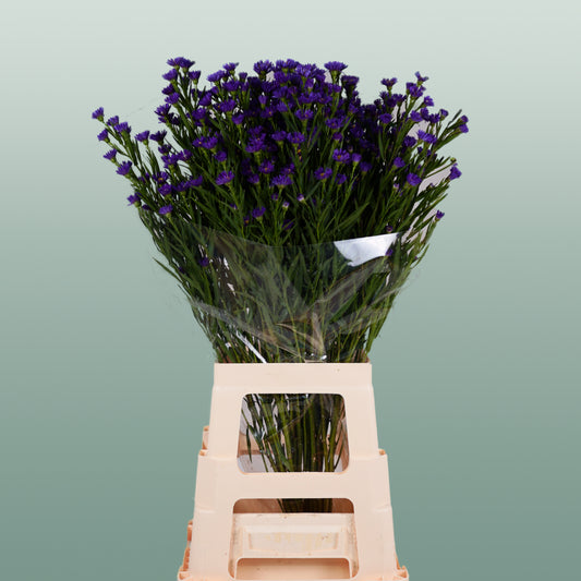Aster Cassamare (25 Stems)