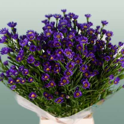 Aster Casamare (25 Stems)