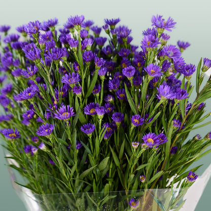Aster Casamare (25 Stems)