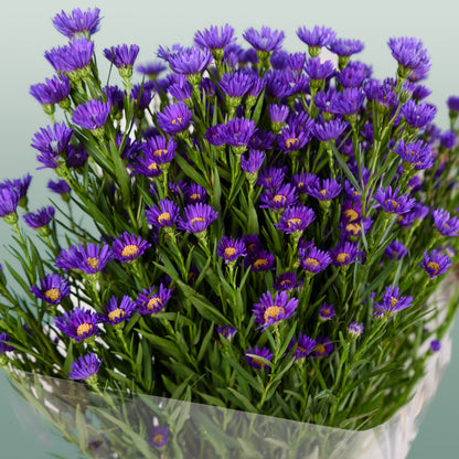 Aster Casamare (25 Stems)