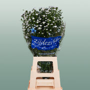 Aster Cassy