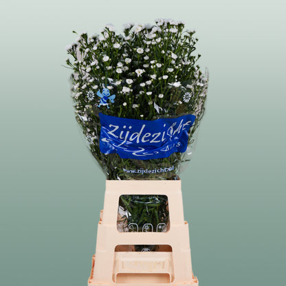 Aster Cassy (25 Stems)