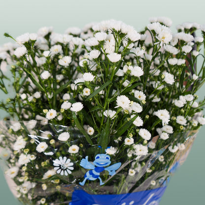 Aster Cassy (25 Stems)