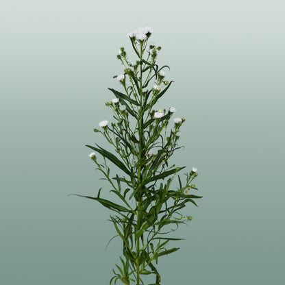 Aster Cassy (25 Stems)