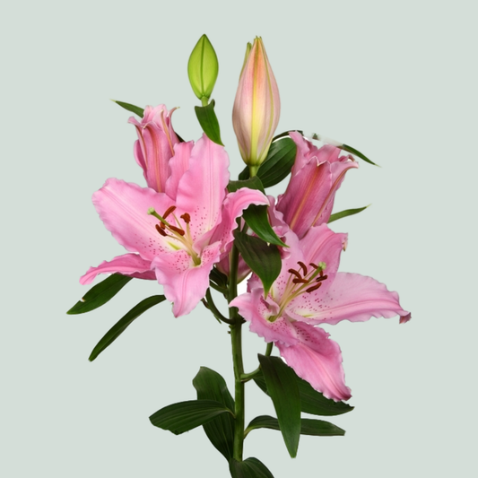 Lily Oriental Catemaco (10 Stems)